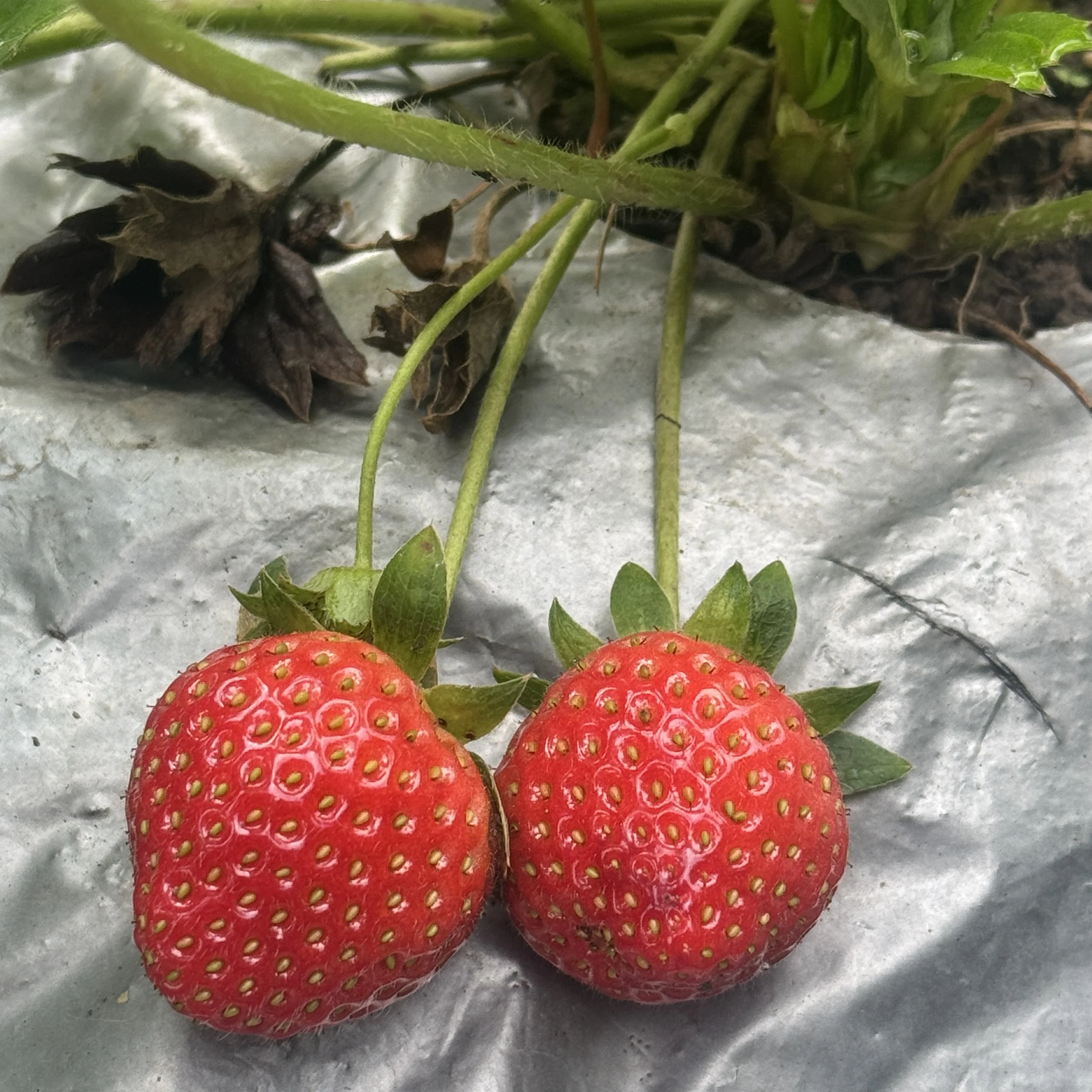 Paket 3 hari WISATA PERTANIAN & KESENIAN