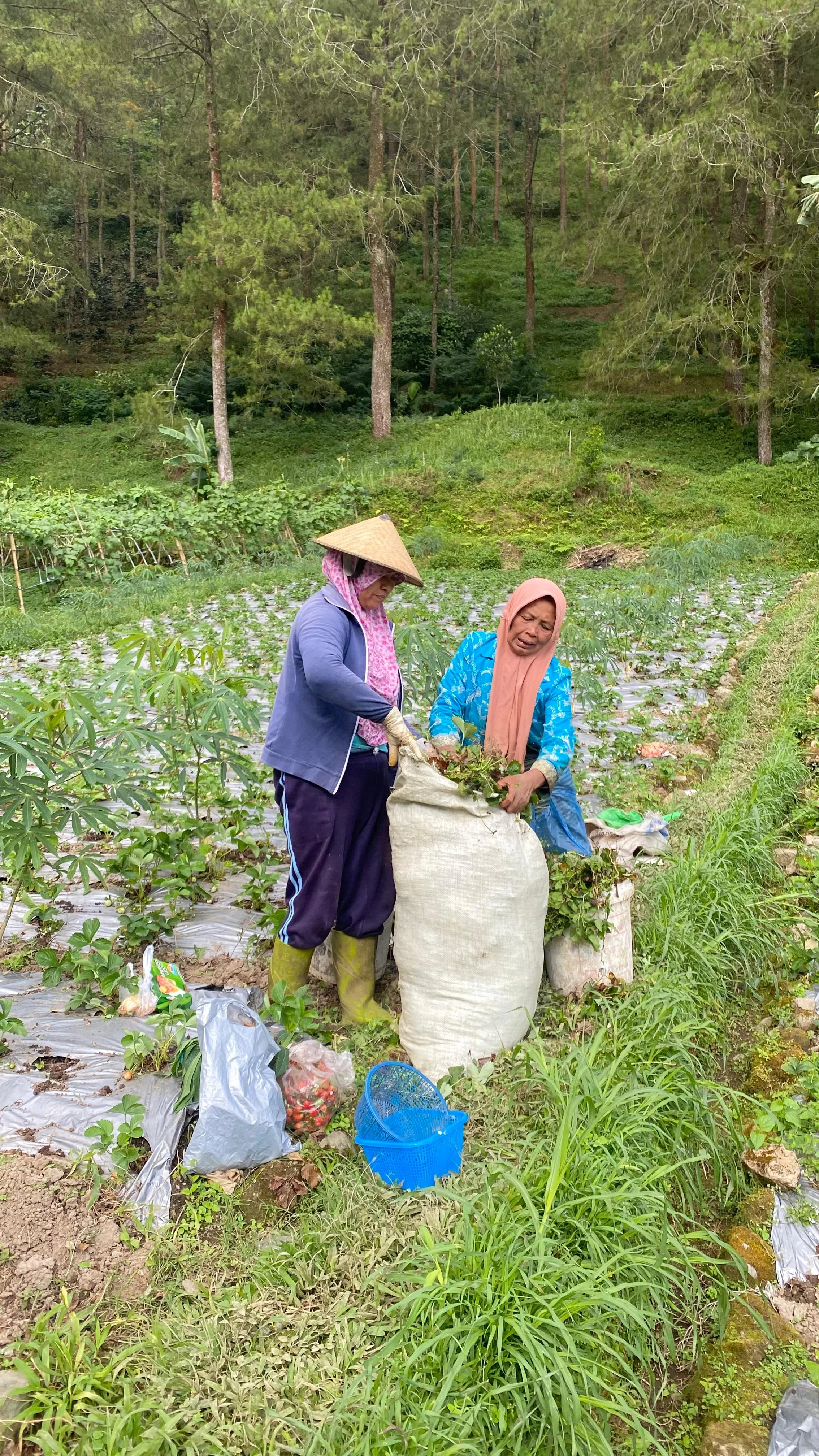 Perjuangan Petani Stroberi Desa Kalisoro